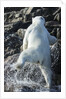 Polar Bear on Harbour Islands, Nunavut, Canada by Anonymous