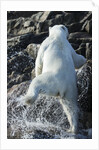 Polar Bear on Harbour Islands, Nunavut, Canada by Anonymous
