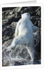 Polar Bear on Harbour Islands, Nunavut, Canada by Anonymous