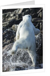 Polar Bear on Harbour Islands, Nunavut, Canada by Anonymous