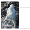 Polar Bear on Harbour Islands, Nunavut, Canada by Anonymous