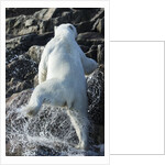 Polar Bear on Harbour Islands, Nunavut, Canada by Anonymous