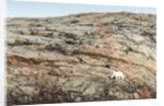 Polar Bear on Harbour Islands, Nunavut, Canada by Anonymous