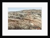 Polar Bear on Harbour Islands, Nunavut, Canada by Anonymous