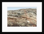 Polar Bear on Harbour Islands, Nunavut, Canada by Anonymous