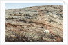 Polar Bear on Harbour Islands, Nunavut, Canada by Anonymous