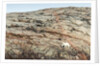 Polar Bear on Harbour Islands, Nunavut, Canada by Anonymous