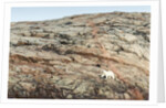 Polar Bear on Harbour Islands, Nunavut, Canada by Anonymous