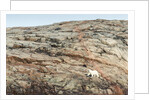 Polar Bear on Harbour Islands, Nunavut, Canada by Anonymous
