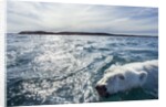 Polar Bear Swimming by Harbour Islands, Nunavut, Canada by Anonymous