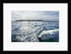 Polar Bear Swimming by Harbour Islands, Nunavut, Canada by Anonymous