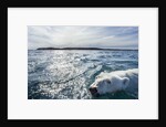 Polar Bear Swimming by Harbour Islands, Nunavut, Canada by Anonymous