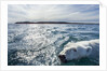 Polar Bear Swimming by Harbour Islands, Nunavut, Canada by Anonymous