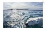 Polar Bear Swimming by Harbour Islands, Nunavut, Canada by Anonymous