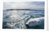 Polar Bear Swimming by Harbour Islands, Nunavut, Canada by Anonymous
