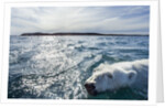 Polar Bear Swimming by Harbour Islands, Nunavut, Canada by Anonymous