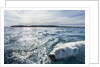 Polar Bear Swimming by Harbour Islands, Nunavut, Canada by Anonymous