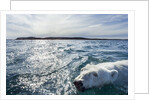 Polar Bear Swimming by Harbour Islands, Nunavut, Canada by Anonymous