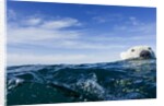 Polar Bear Swimming by Harbour Islands, Nunavut, Canada by Anonymous