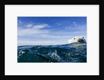 Polar Bear Swimming by Harbour Islands, Nunavut, Canada by Anonymous