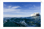 Polar Bear Swimming by Harbour Islands, Nunavut, Canada by Anonymous