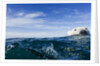 Polar Bear Swimming by Harbour Islands, Nunavut, Canada by Anonymous
