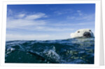 Polar Bear Swimming by Harbour Islands, Nunavut, Canada by Anonymous