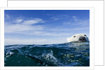 Polar Bear Swimming by Harbour Islands, Nunavut, Canada by Anonymous