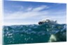 Polar Bear Swimming by Harbour Islands, Nunavut, Canada by Anonymous