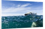 Polar Bear Swimming by Harbour Islands, Nunavut, Canada by Anonymous