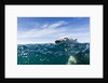 Polar Bear Swimming by Harbour Islands, Nunavut, Canada by Anonymous