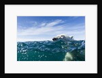 Polar Bear Swimming by Harbour Islands, Nunavut, Canada by Anonymous