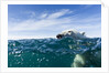 Polar Bear Swimming by Harbour Islands, Nunavut, Canada by Anonymous