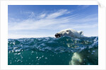 Polar Bear Swimming by Harbour Islands, Nunavut, Canada by Anonymous