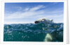 Polar Bear Swimming by Harbour Islands, Nunavut, Canada by Anonymous