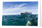 Polar Bear Swimming by Harbour Islands, Nunavut, Canada by Anonymous