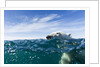Polar Bear Swimming by Harbour Islands, Nunavut, Canada by Anonymous
