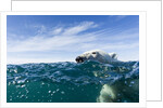 Polar Bear Swimming by Harbour Islands, Nunavut, Canada by Anonymous
