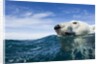 Polar Bear Swimming by Harbour Islands, Nunavut, Canada by Anonymous