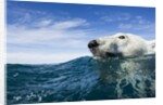 Polar Bear Swimming by Harbour Islands, Nunavut, Canada by Anonymous