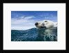 Polar Bear Swimming by Harbour Islands, Nunavut, Canada by Anonymous