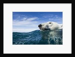 Polar Bear Swimming by Harbour Islands, Nunavut, Canada by Anonymous