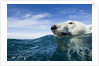 Polar Bear Swimming by Harbour Islands, Nunavut, Canada by Anonymous