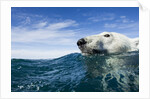 Polar Bear Swimming by Harbour Islands, Nunavut, Canada by Anonymous