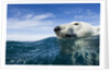 Polar Bear Swimming by Harbour Islands, Nunavut, Canada by Anonymous