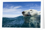 Polar Bear Swimming by Harbour Islands, Nunavut, Canada by Anonymous