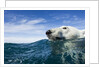 Polar Bear Swimming by Harbour Islands, Nunavut, Canada by Anonymous