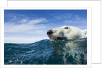 Polar Bear Swimming by Harbour Islands, Nunavut, Canada by Anonymous