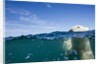 Underwater Polar Bear by Harbour Islands, Nunavut, Canada by Anonymous