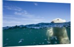 Underwater Polar Bear by Harbour Islands, Nunavut, Canada by Anonymous